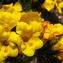 Seaside Fiddleneck (Amsinckia spectabilis): This showy natives' habitat runs from British Columbia to Baja California.